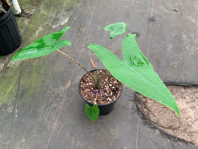 6" Alocasia Zebrina